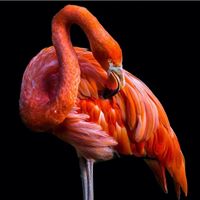 Flamingo | The Mustcard
