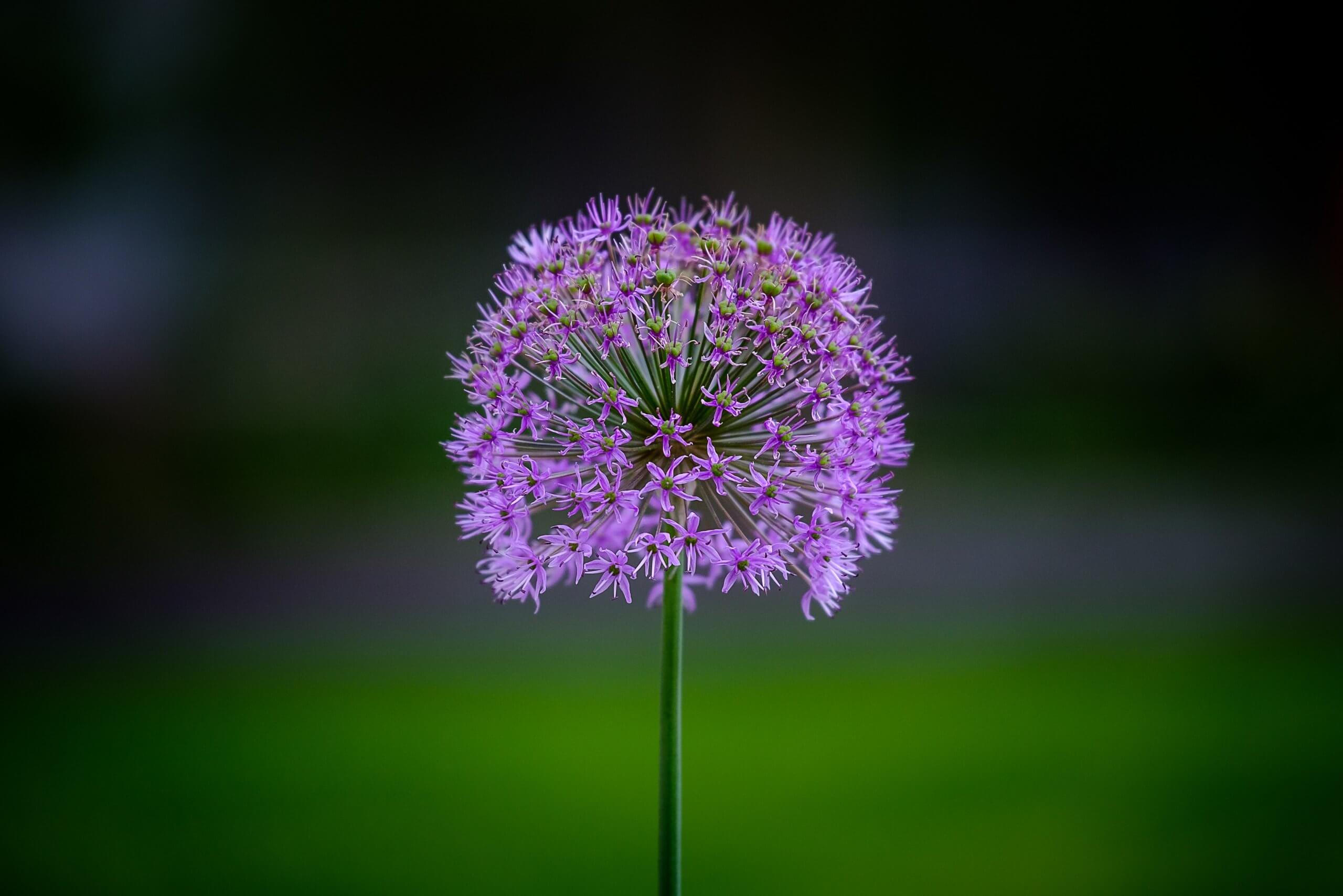Purple Flower | The Mustcard