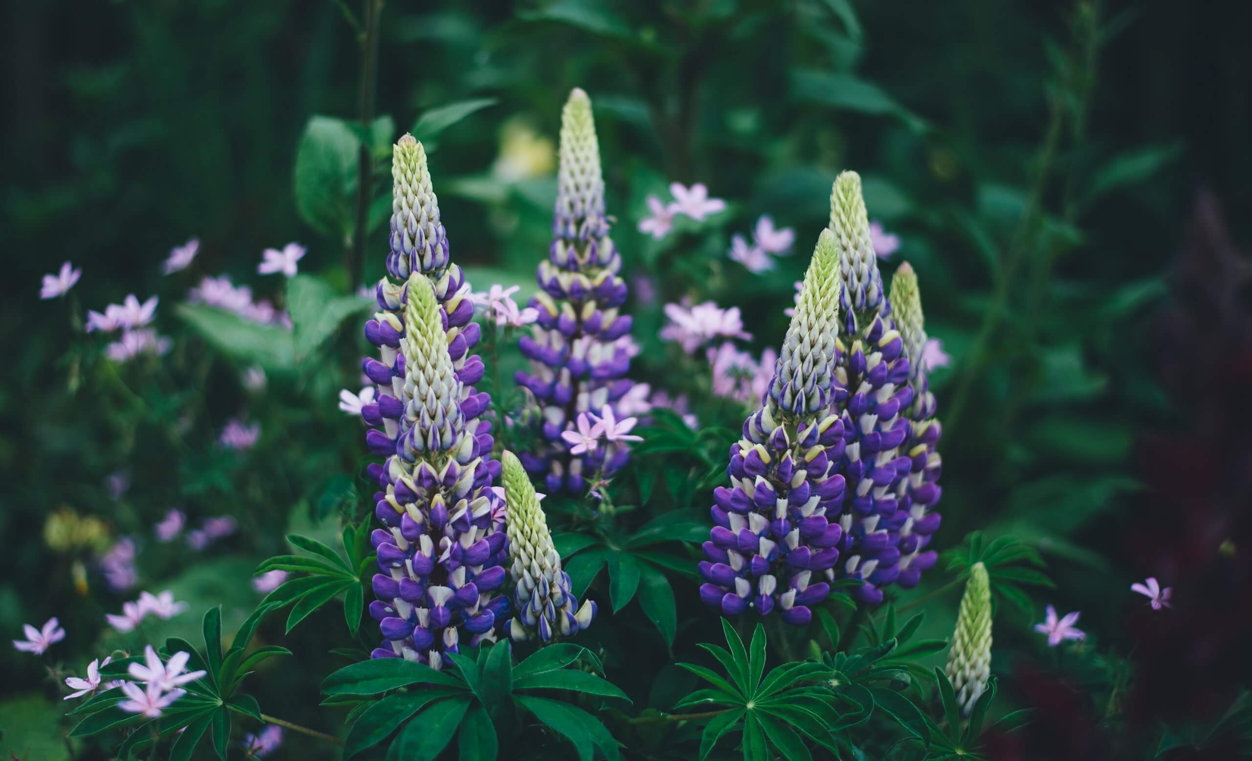 Purple Flowers | The Mustcard